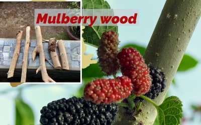 Mulberry wood for smoking